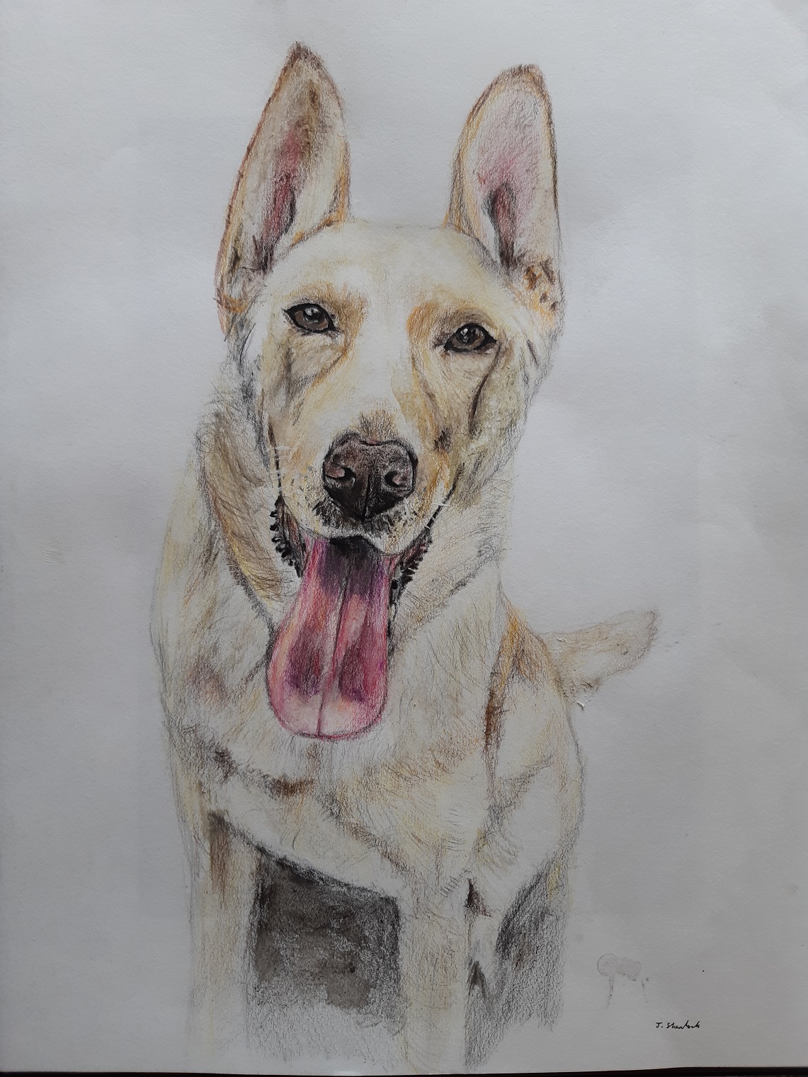 dog-portrait-drawing